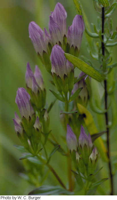 Gentianella quinquefolia subsp. occidentalis image