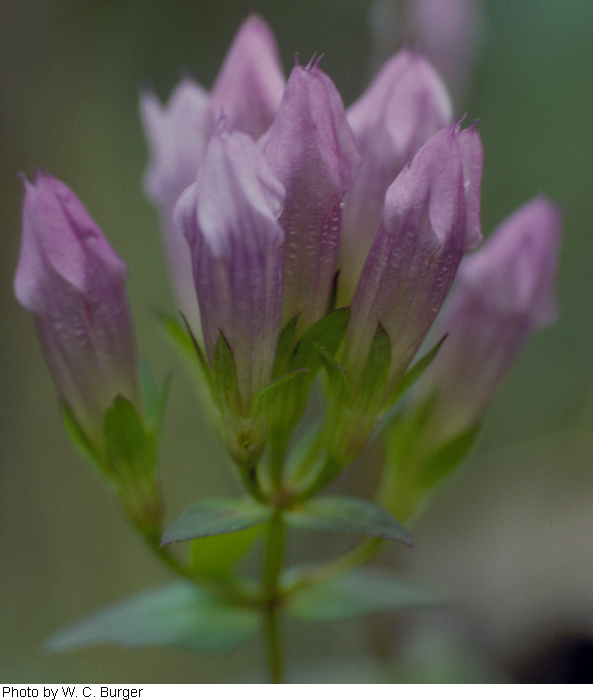 Gentianella quinquefolia subsp. occidentalis image