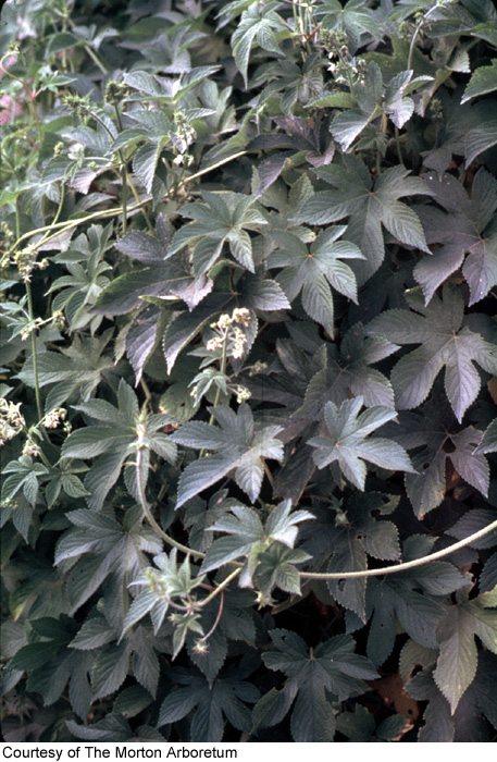 Humulus japonicus image