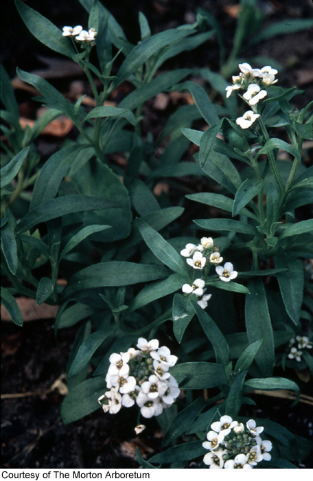 Lobularia maritima image