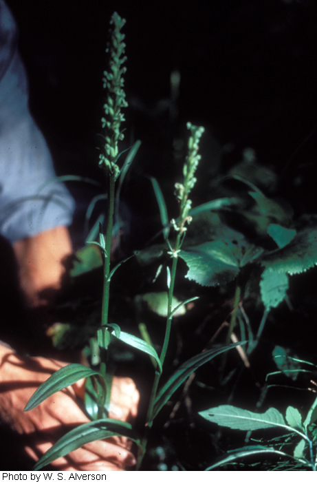 Platanthera huronensis image