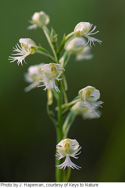 Platanthera leucophaea image
