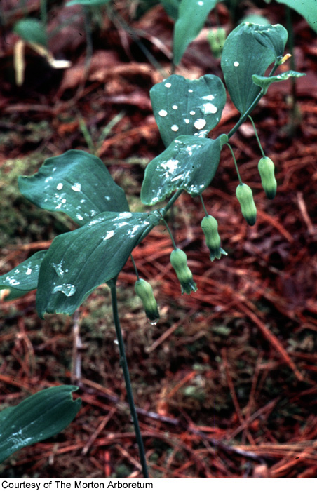 Polygonatum pubescens image