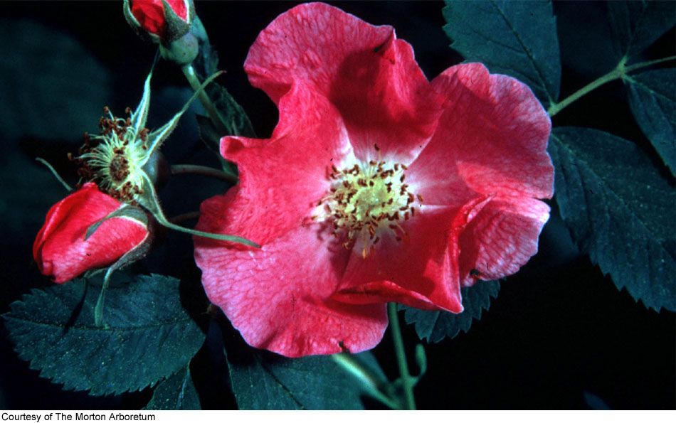 Rosa arkansana var. suffulta image