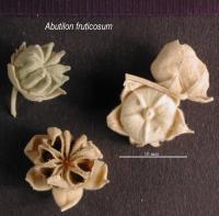 Image of Abutilon fruticosum