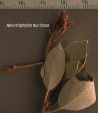 Arctostaphylos mariposa image