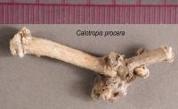 Calotropis procera image