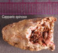 Image of Capparis spinosa