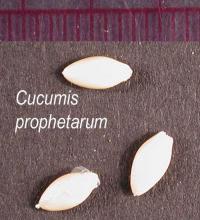 Cucumis prophetarum image