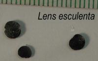 Image of Lens esculenta