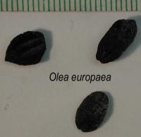 Olea europaea image