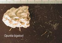 Cylindropuntia bigelovii image