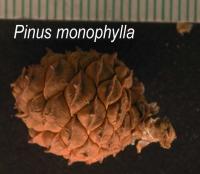 Pinus monophylla image