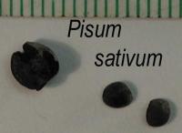 Image of Pisum sativum