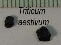 Triticum aestivum image