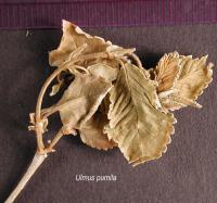 Ulmus pumila image