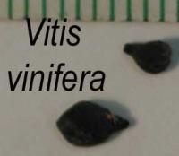 Vitis vinifera image