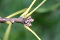 Quercus ellipsoidalis image