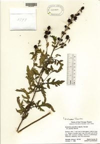 Aureolaria grandiflora image