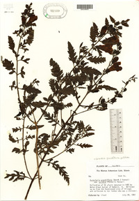 Aureolaria grandiflora image