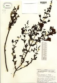 Aureolaria pedicularia image