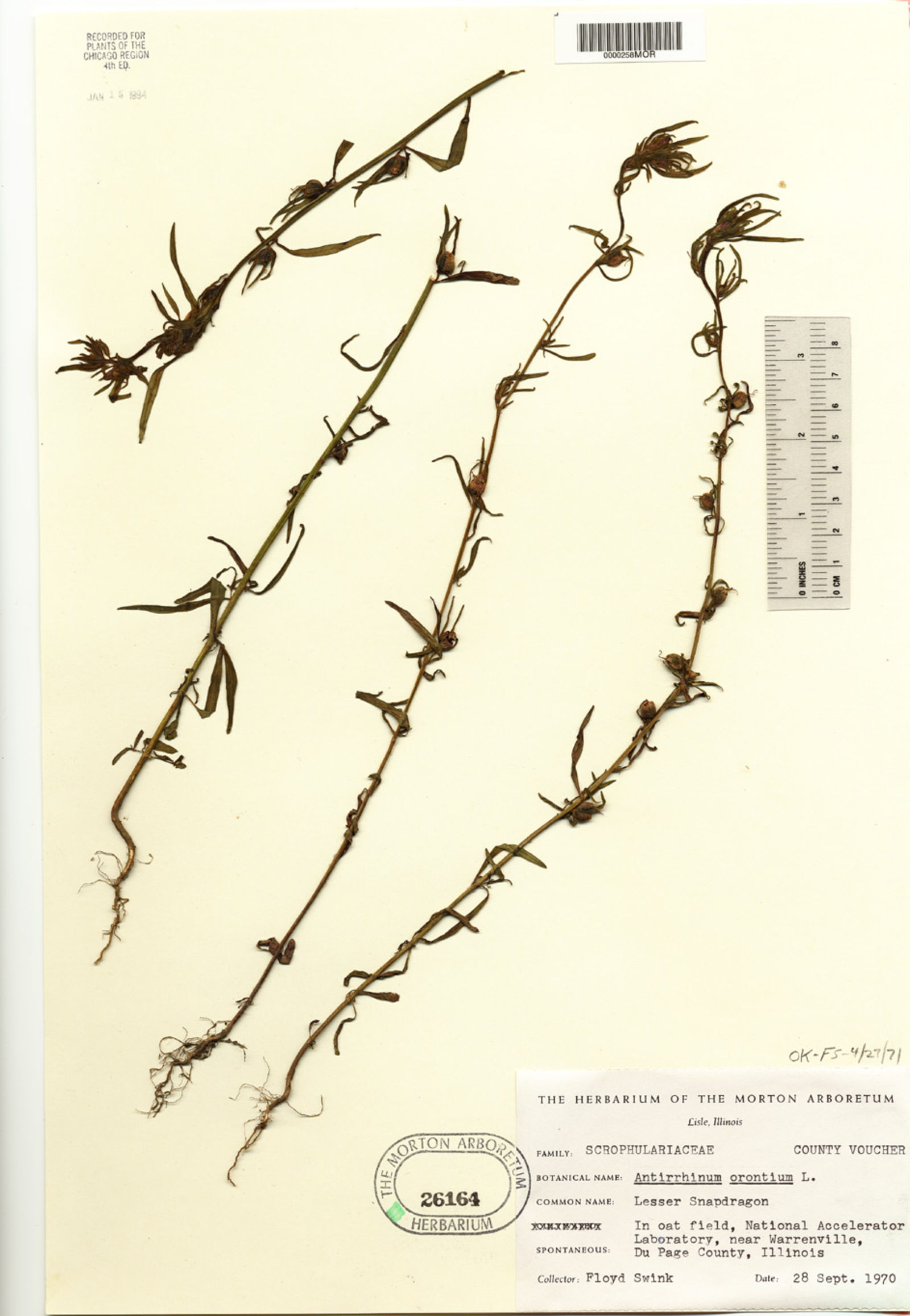 Antirrhinum orontium image