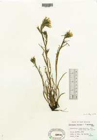 Castilleja coccinea image