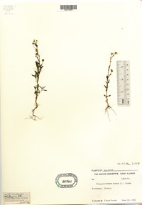 Chaenorhinum minus image