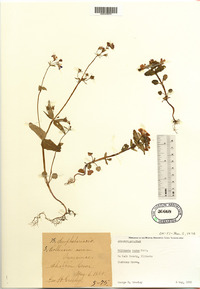 Collinsia verna image