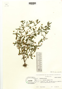 Gratiola neglecta image