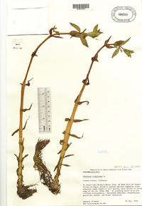 Gratiola virginiana image