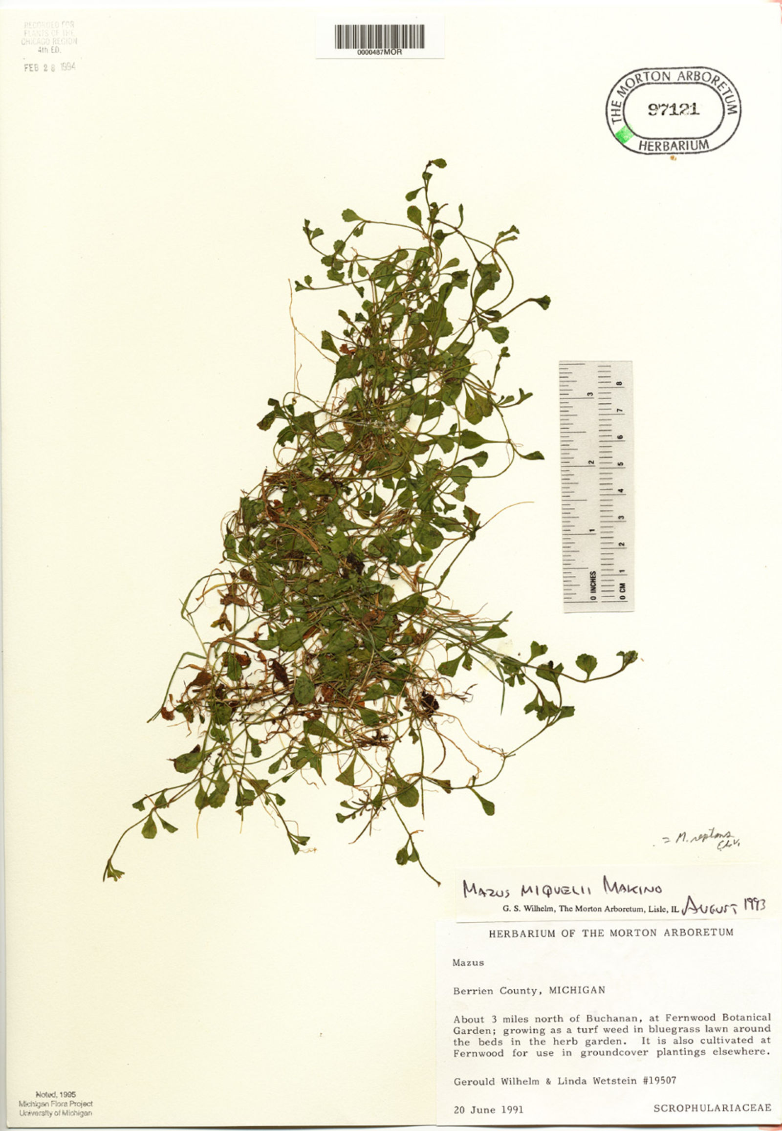 Mazus miquelii image