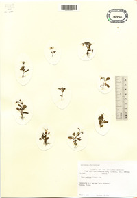 Mazus japonicus image