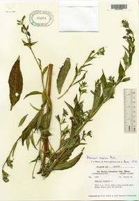 Mimulus alatus image