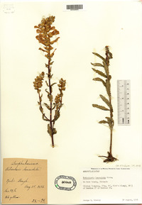 Pedicularis lanceolata image