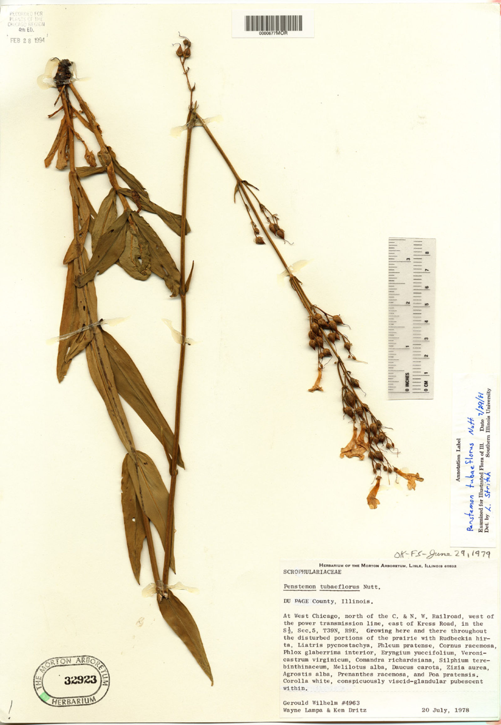 Penstemon tubaeflorus image