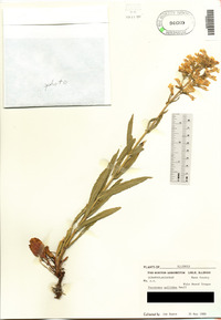 Penstemon pallidus image