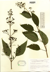 Scrophularia marilandica image