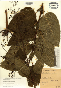 Scrophularia marilandica image