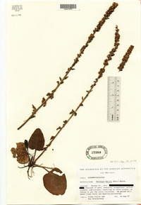 Image of Wulfenia bullii