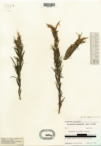 Castilleja sessiliflora image