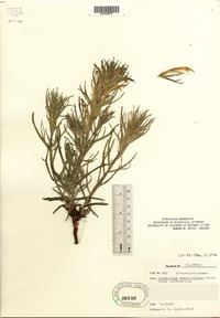 Castilleja sessiliflora image