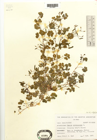 Oxalis corniculata image