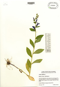 Lobelia siphilitica image