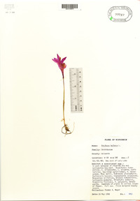 Arethusa bulbosa image