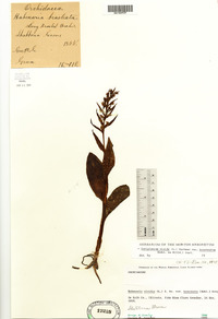 Dactylorhiza viridis image