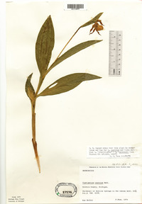 Image of Cypripedium andrewsii