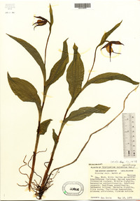 Cypripedium parviflorum var. makasin image