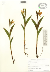 Cypripedium candidum image