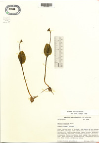 Malaxis unifolia image